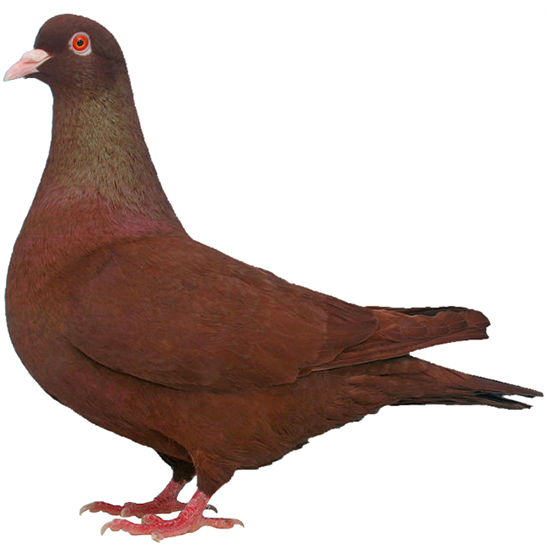 Carneau Pigeon